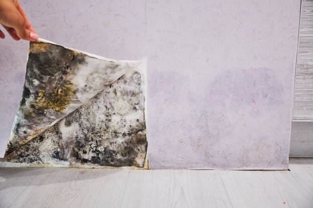 Water damage restoration experts in Cerritos, CA